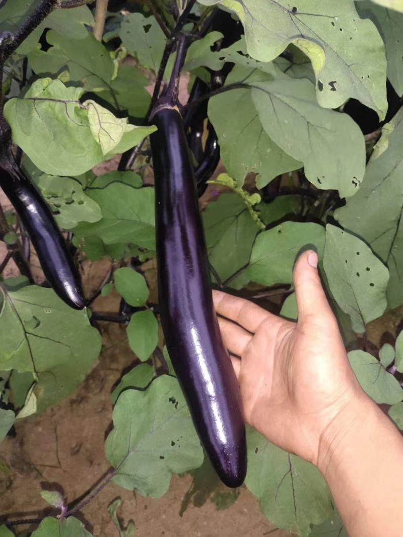 紫茄子辽宁大量上市全国供货诚信经营可电话咨询