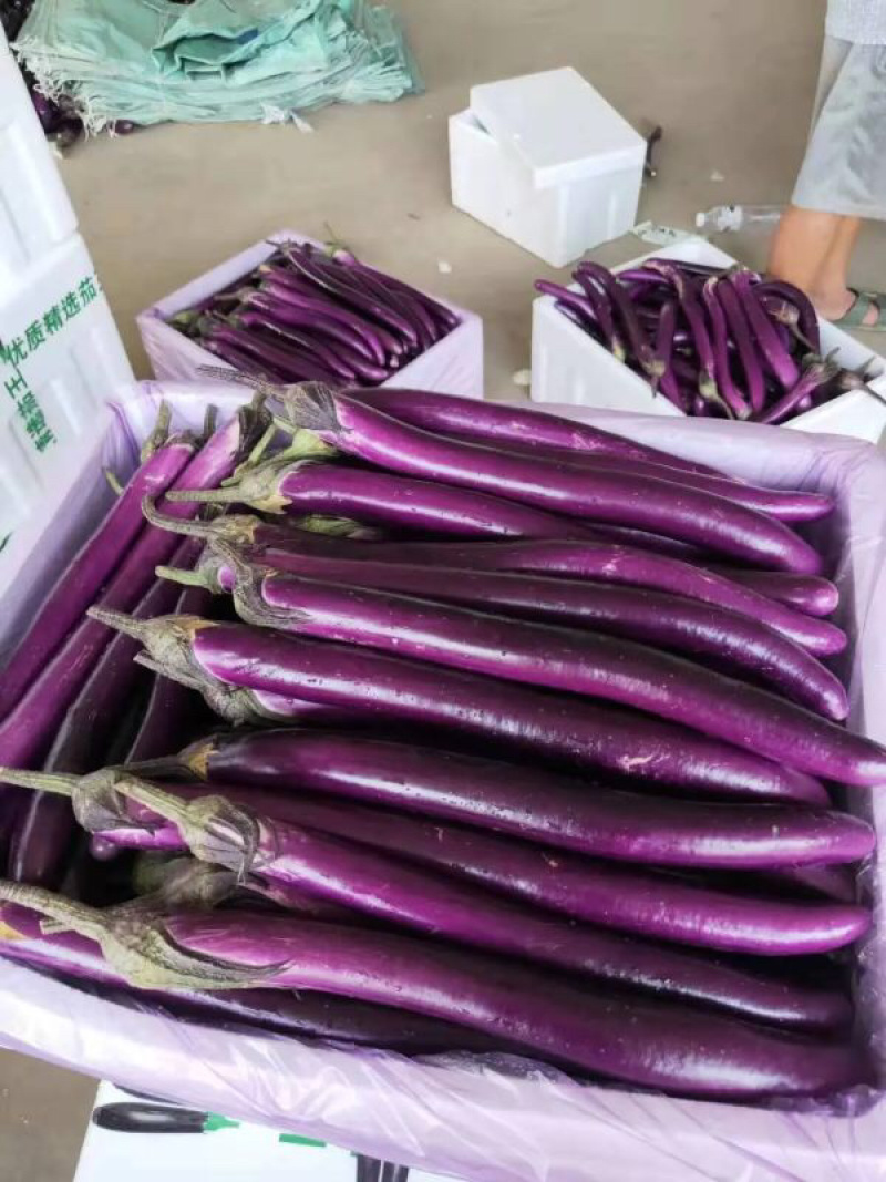 【精品红线茄】优质红线茄子产地发货承接超市电商
