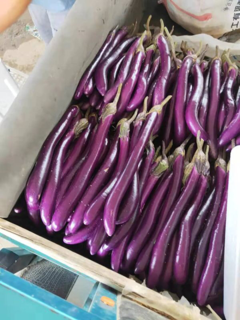 【精品红线茄】优质红线茄子产地发货承接超市电商
