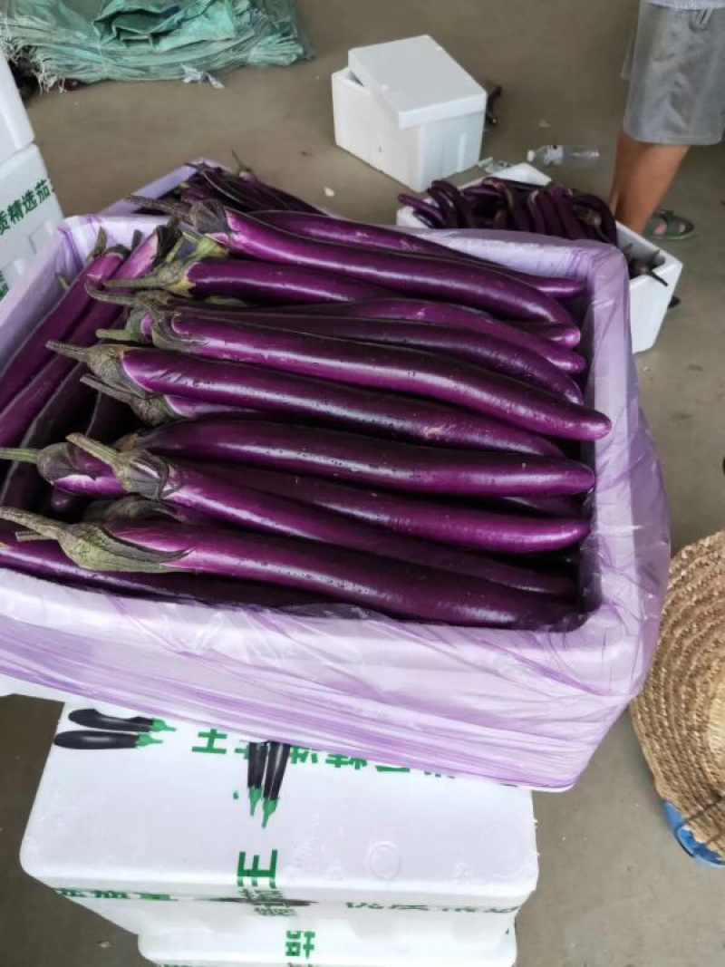 【精品红线茄】优质红线茄子产地发货承接超市电商