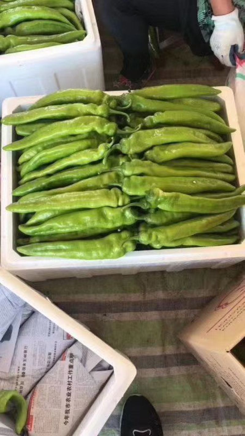 【抢购中】黄皮尖椒承接全国订单货源充足产地直发