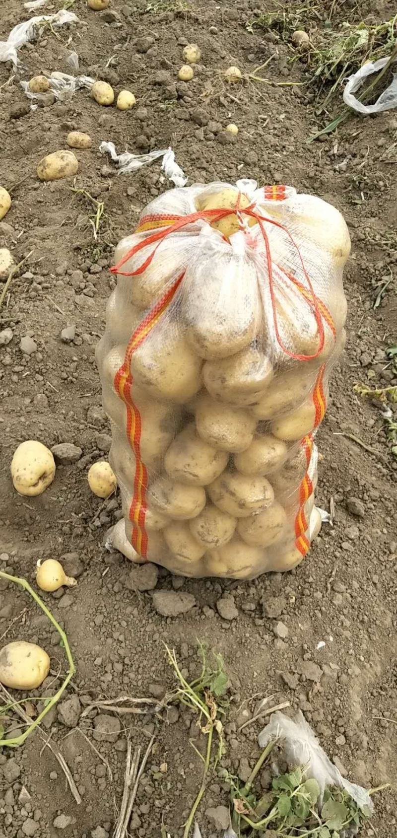 尤金885土豆大量上市中