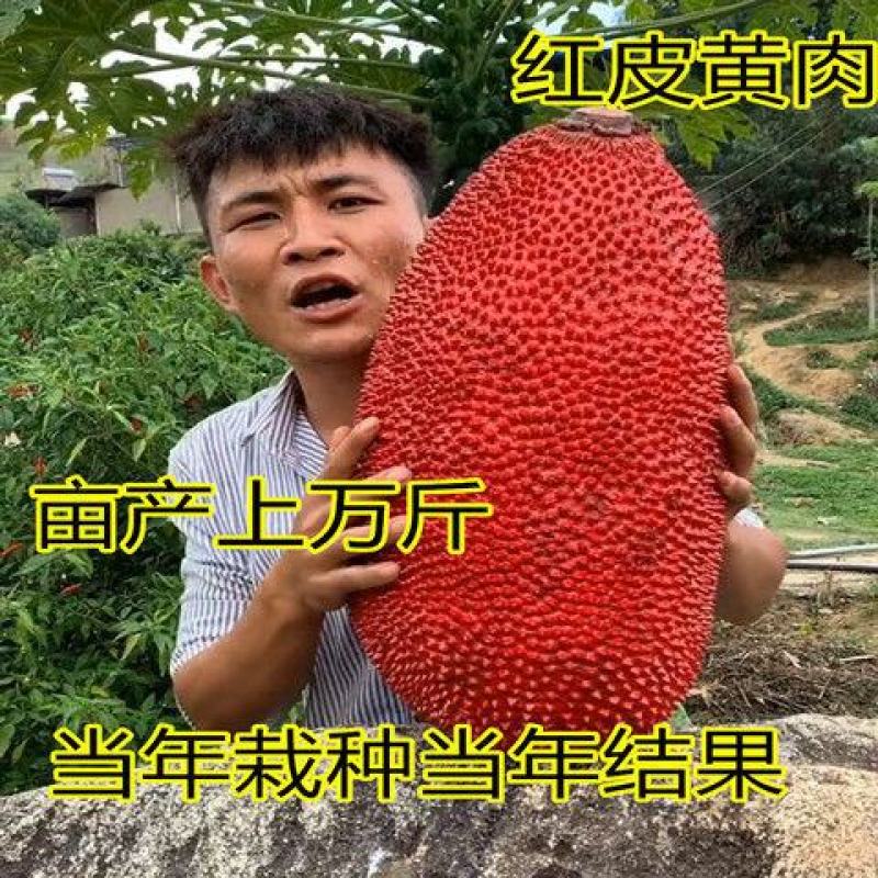 红皮菠萝蜜树苗四季结果海南菠萝蜜苗南方种植嫁接果树苗盆栽