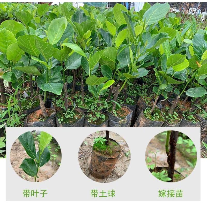 红皮菠萝蜜树苗四季结果海南菠萝蜜苗南方种植嫁接果树苗盆栽