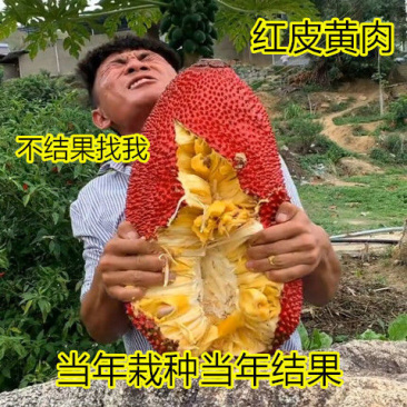 红皮菠萝蜜树苗四季结果海南菠萝蜜苗南方种植嫁接果树苗盆栽