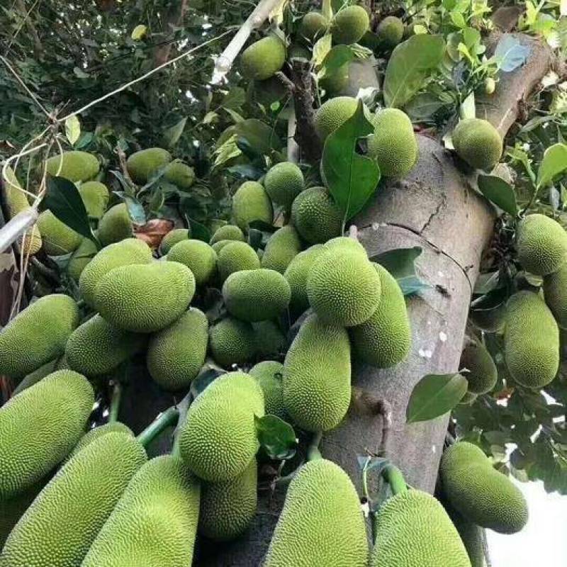 红皮菠萝蜜树苗四季结果海南菠萝蜜苗南方种植嫁接果树苗盆栽
