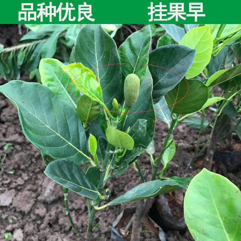 红皮菠萝蜜树苗四季结果海南菠萝蜜苗南方种植嫁接果树苗盆栽