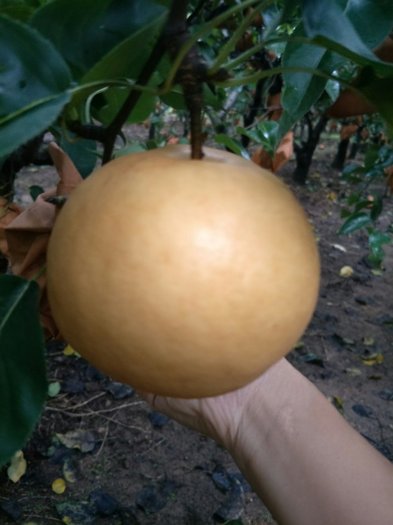 山东青岛，产地直供，秋月梨，肉质细脆,汁多味甜。