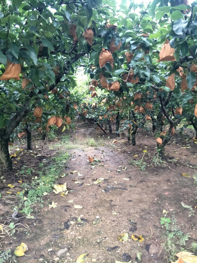 山东青岛，产地直供，秋月梨，肉质细脆,汁多味甜。
