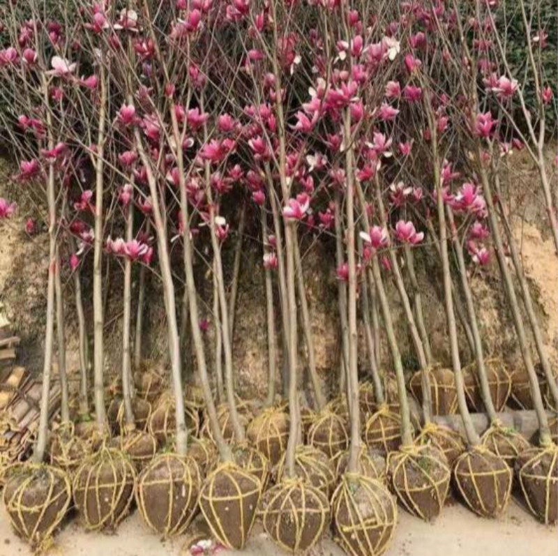 玉兰紫玉兰树娇红一号玉兰白玉兰红玉兰黄玉兰玉兰