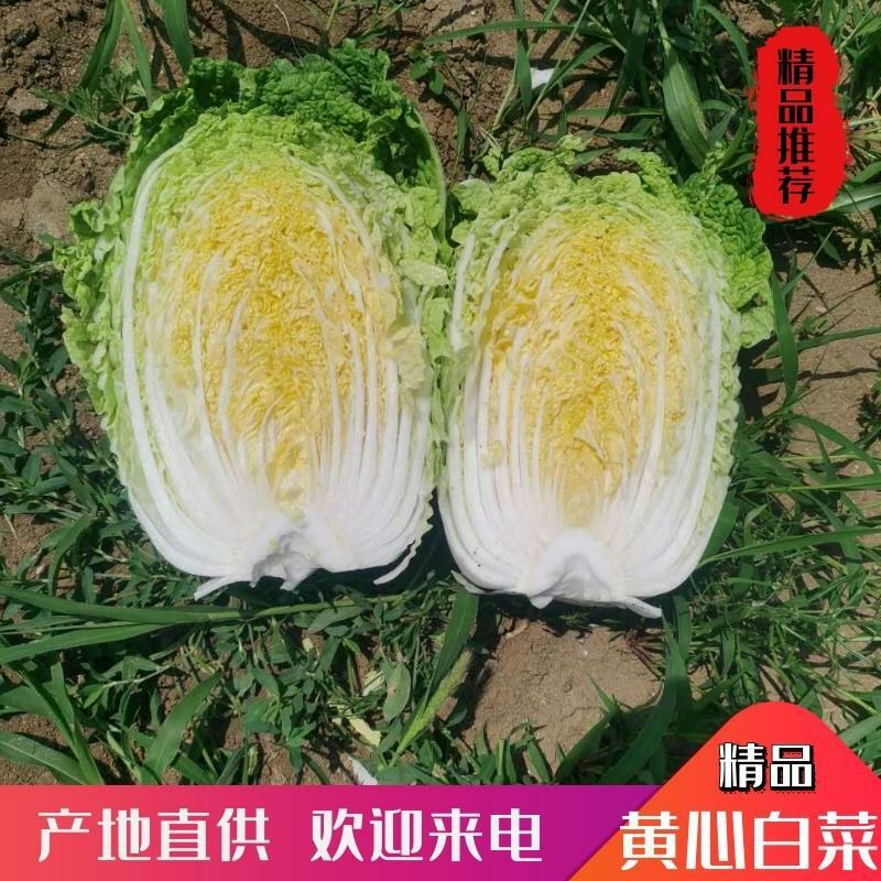坝上大白菜上市中量大质优信誉第一合作共赢