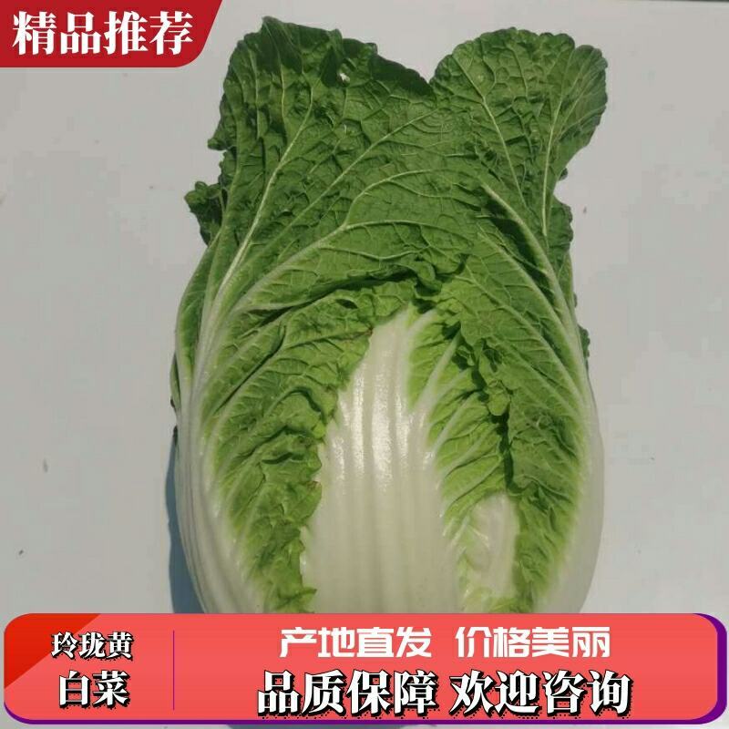 坝上大白菜上市中量大质优信誉第一合作共赢