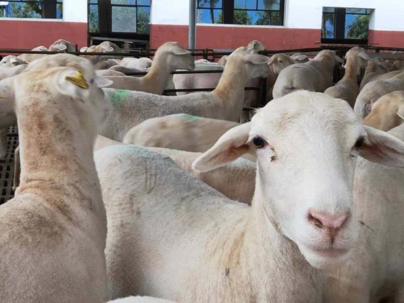 屠宰羊成年肉羊可过称年底将至肉羊大量出栏免运费