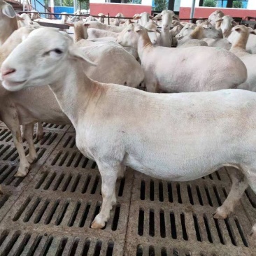 屠宰羊成年肉羊可过称年底将至肉羊大量出栏免运费