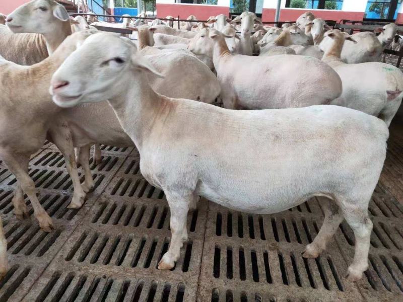 屠宰羊成年肉羊可过称年底将至肉羊大量出栏免运费