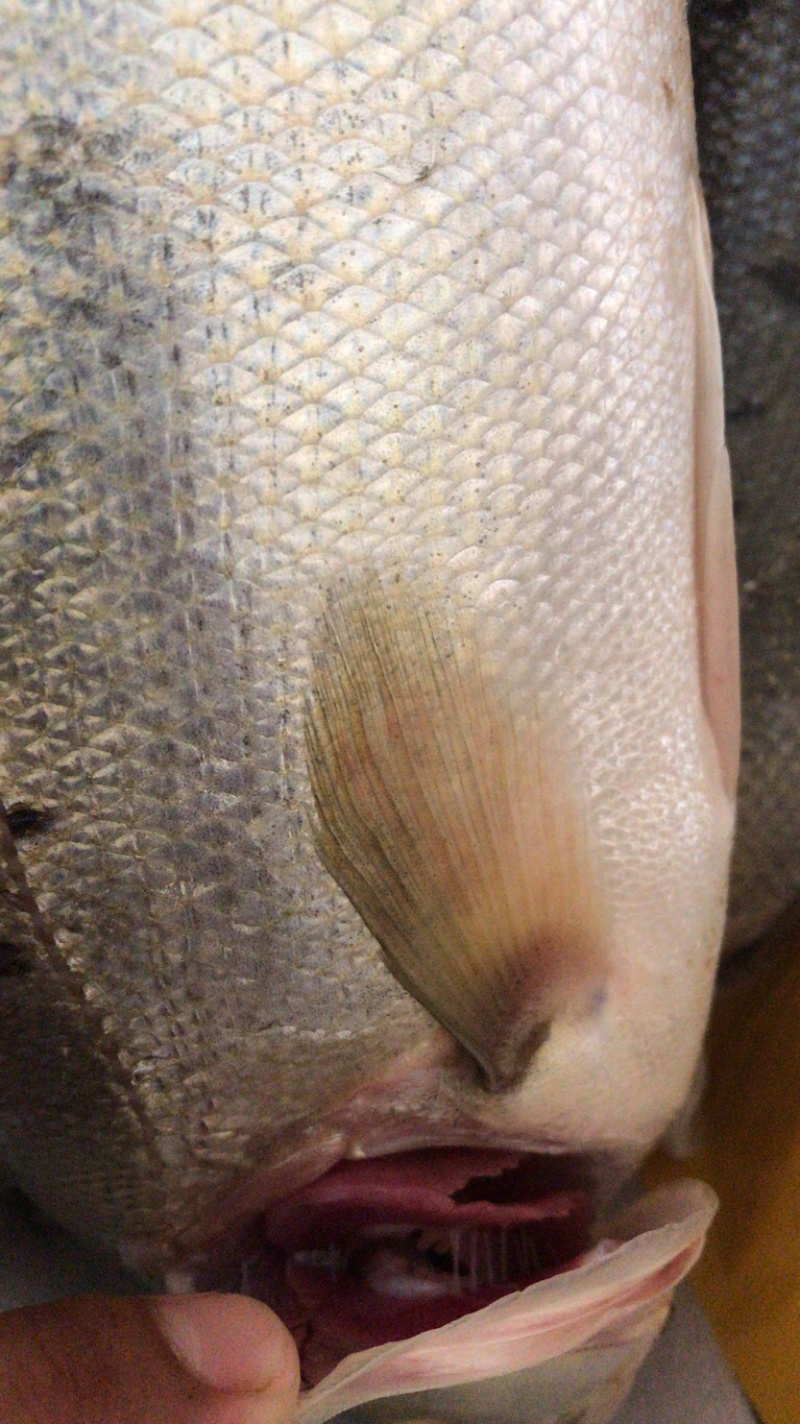 海鲈鱼鲈鱼大海鲈鱼江苏连云港海头海鲜原产地直发
