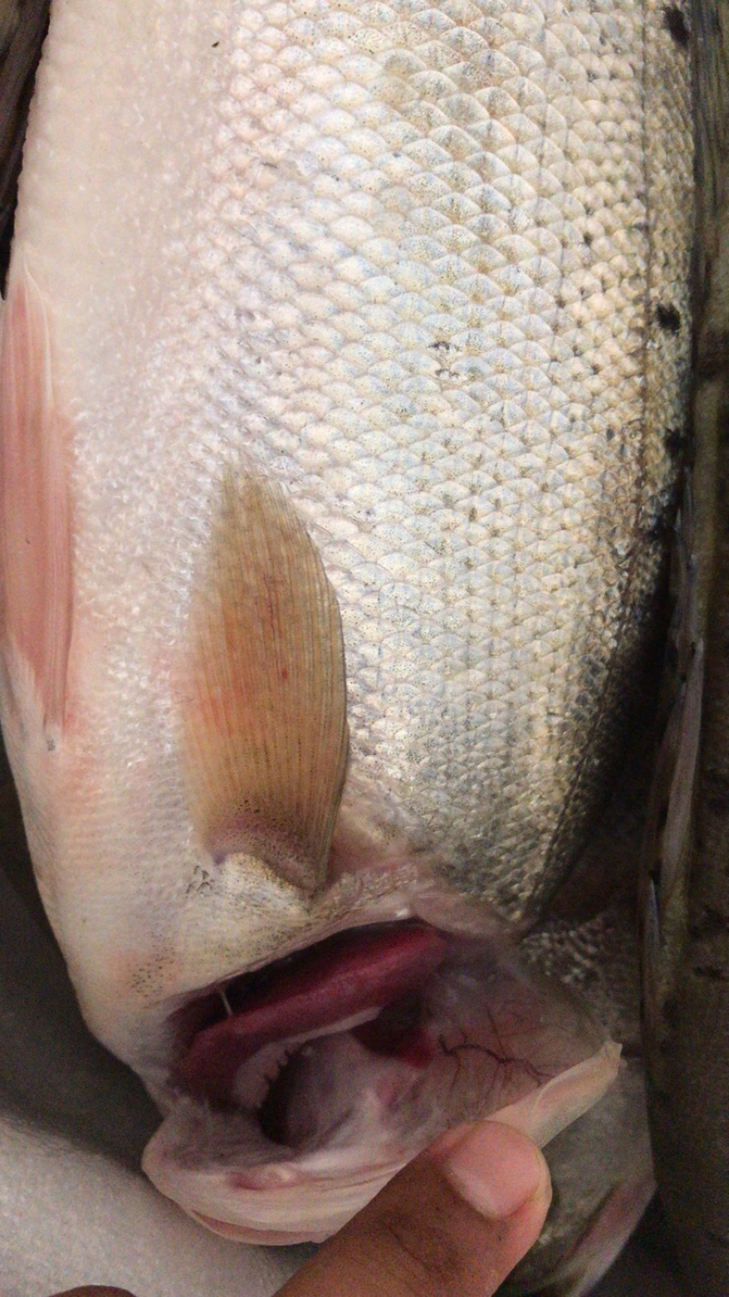 海鲈鱼鲈鱼大海鲈鱼江苏连云港海头海鲜原产地直发