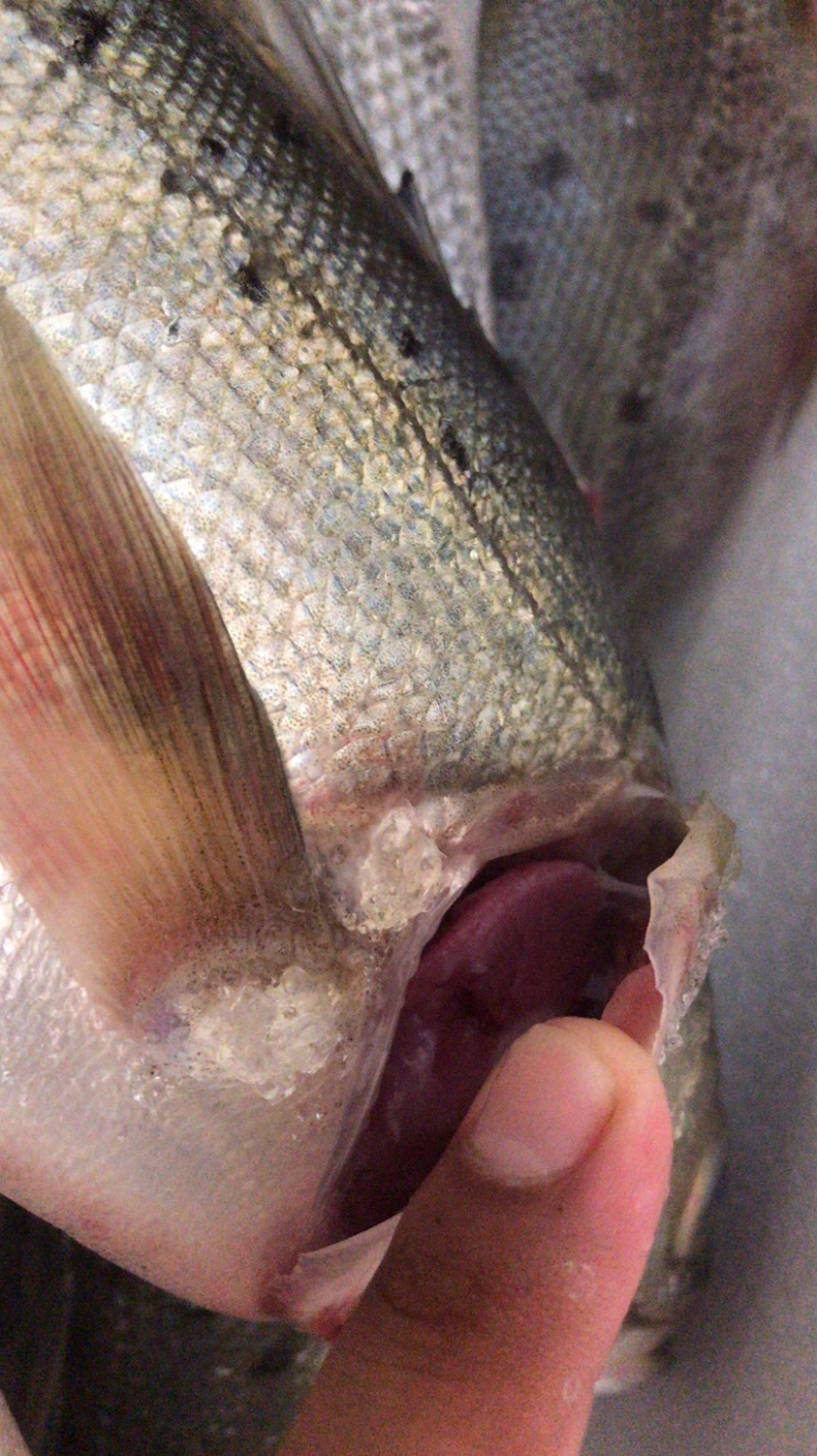 海鲈鱼鲈鱼大海鲈鱼江苏连云港海头海鲜原产地直发