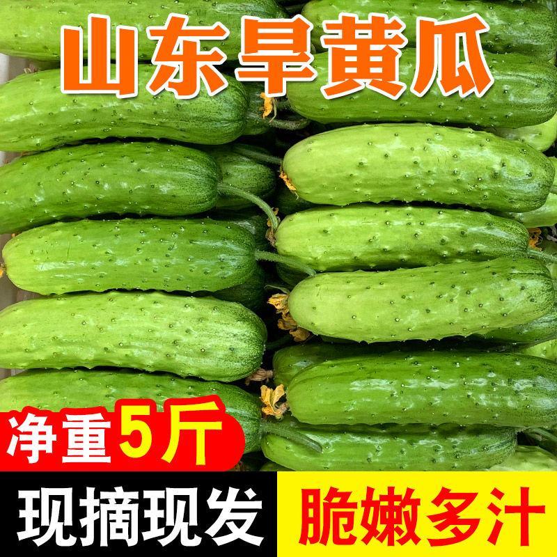 东北旱，黄瓜，电商供应。一件代发，品质包装