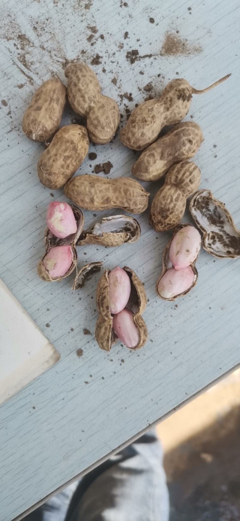 鲜花生，湿花生鲁花，，鲁花产地直发量大优货源稳定