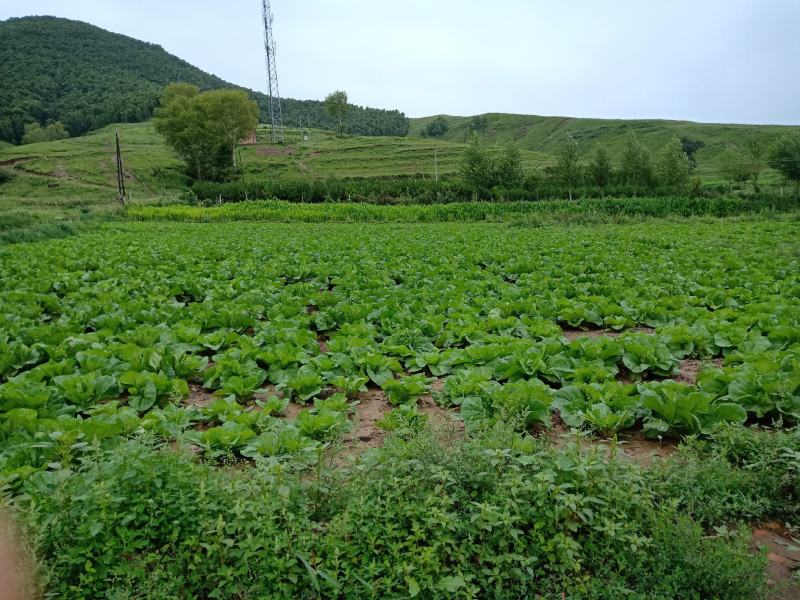 蔚县高山旱地大白菜即将上市欢迎来购有需要联系