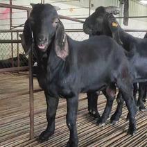 黑山羊怀孕黑山羊母羊买十送一货到付款养殖有补贴