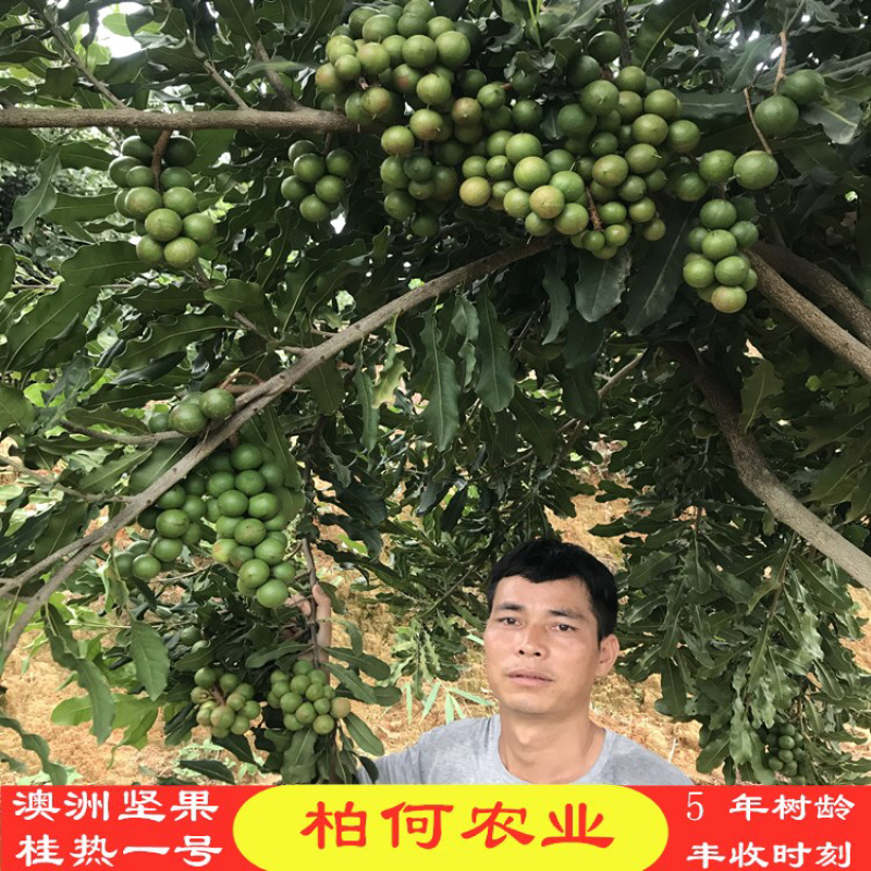 澳洲坚果夏威夷果。桂热一号基地直销一手货源