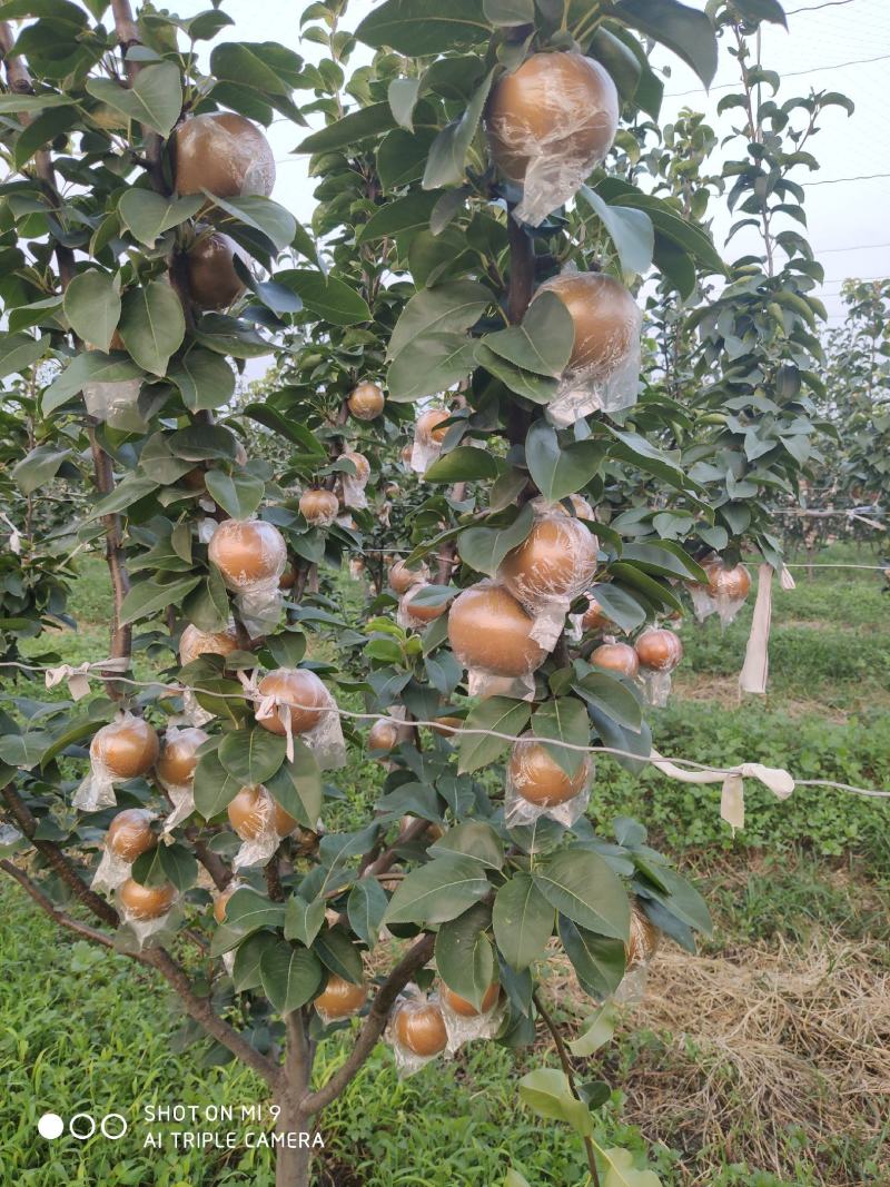 秋月梨，9月份成熟质量好甜度高，无渣水多。