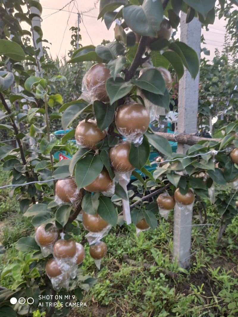 秋月梨，9月份成熟质量好甜度高，无渣水多。