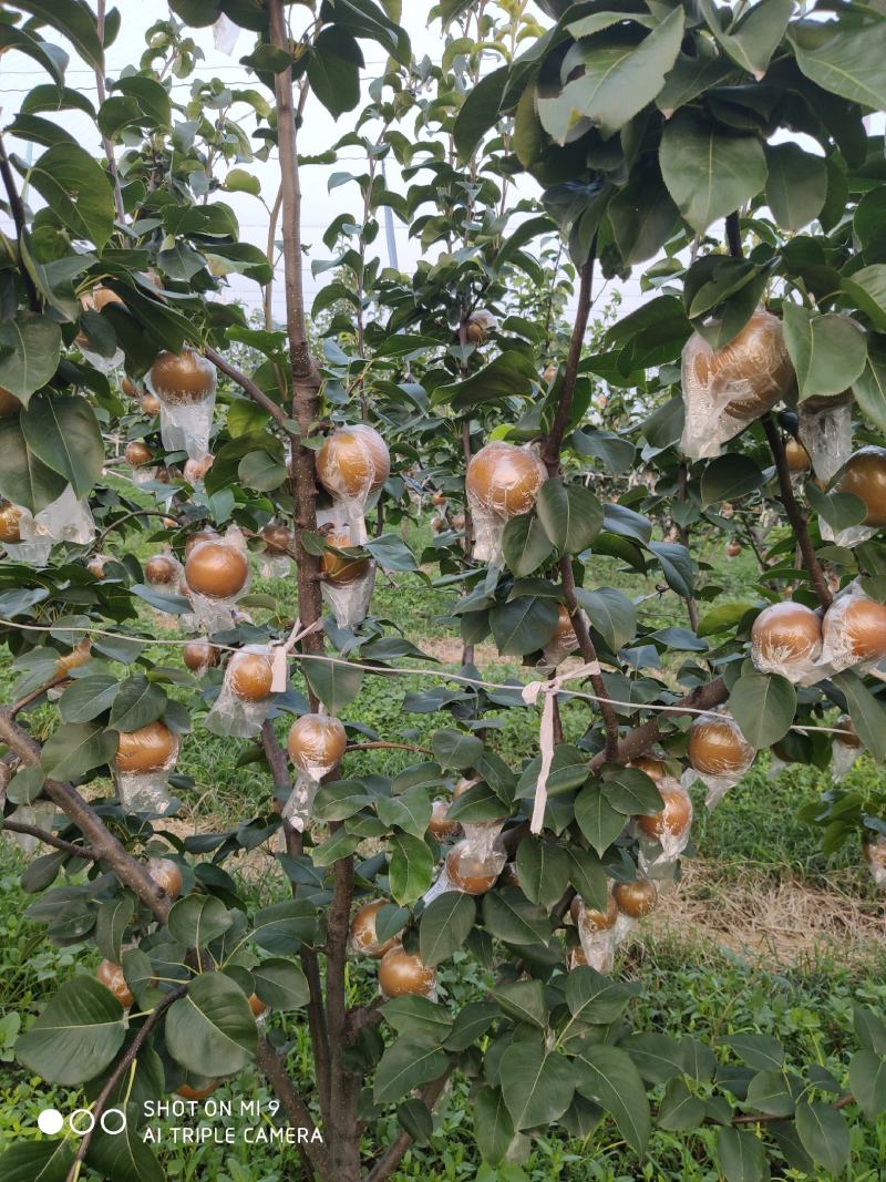 秋月梨，9月份成熟质量好甜度高，无渣水多。