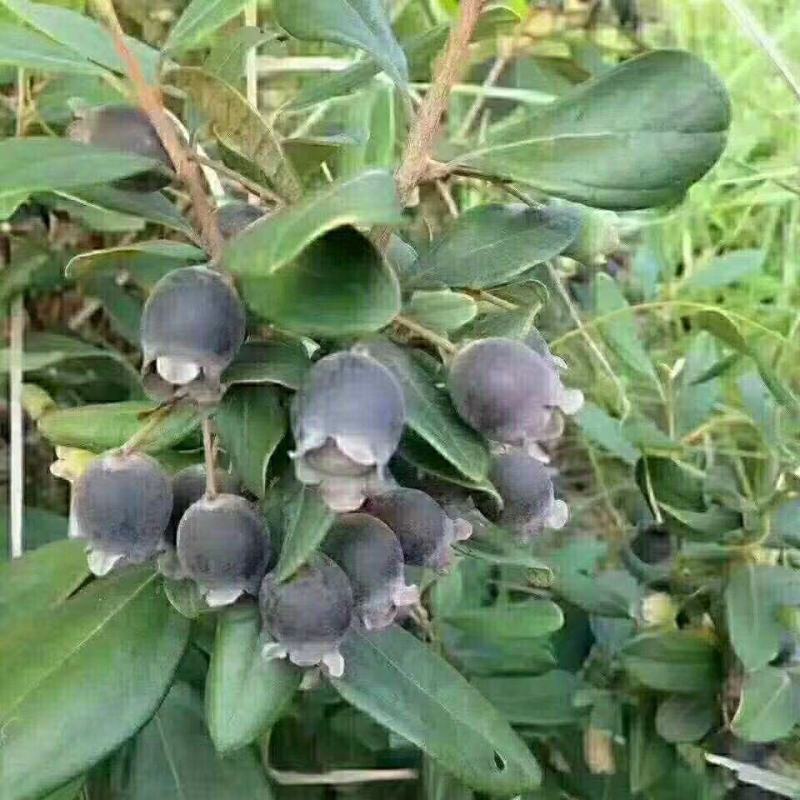 桃金娘树苗山捻子树苗花园阳台盆栽绿植观赏果树苗