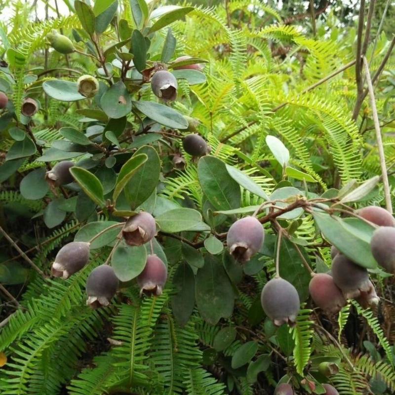桃金娘树苗山捻子树苗花园阳台盆栽绿植观赏果树苗