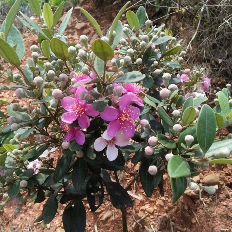 桃金娘树苗山捻子树苗花园阳台盆栽绿植观赏果树苗