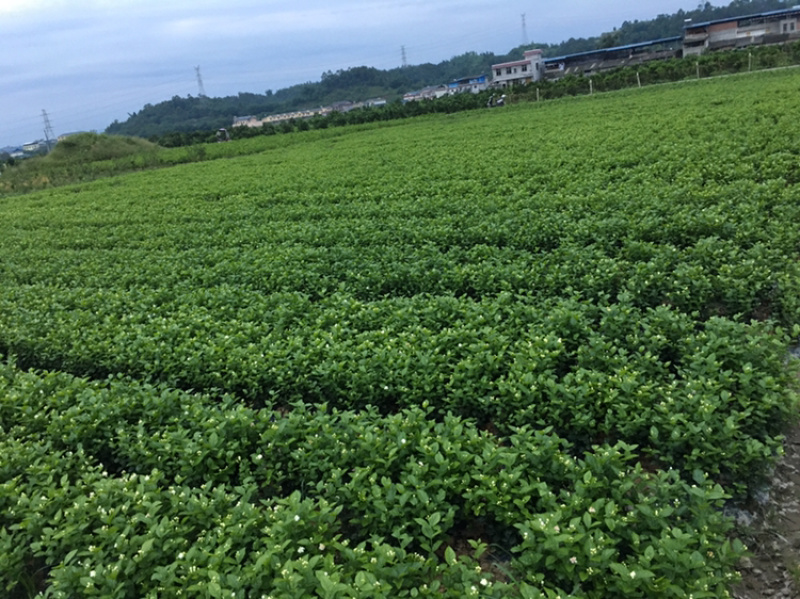 大量茉莉花和栀子花盆栽花和工程花有售有需要的老板请联系我.长