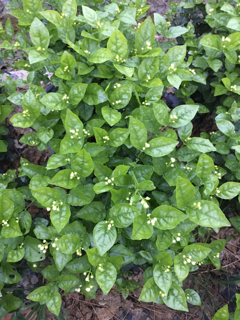 大量茉莉花和栀子花盆栽花和工程花有售有需要的老板请联系我.长