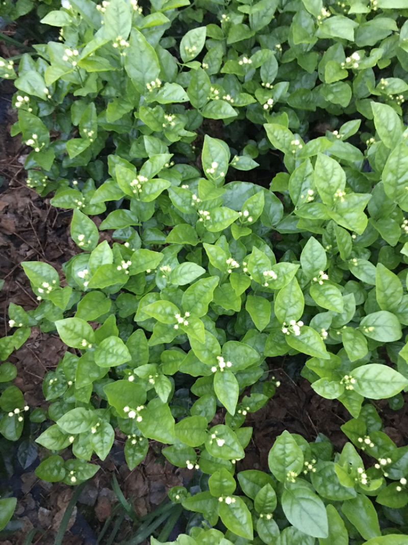 大量茉莉花和栀子花盆栽花和工程花有售有需要的老板请联系我.长