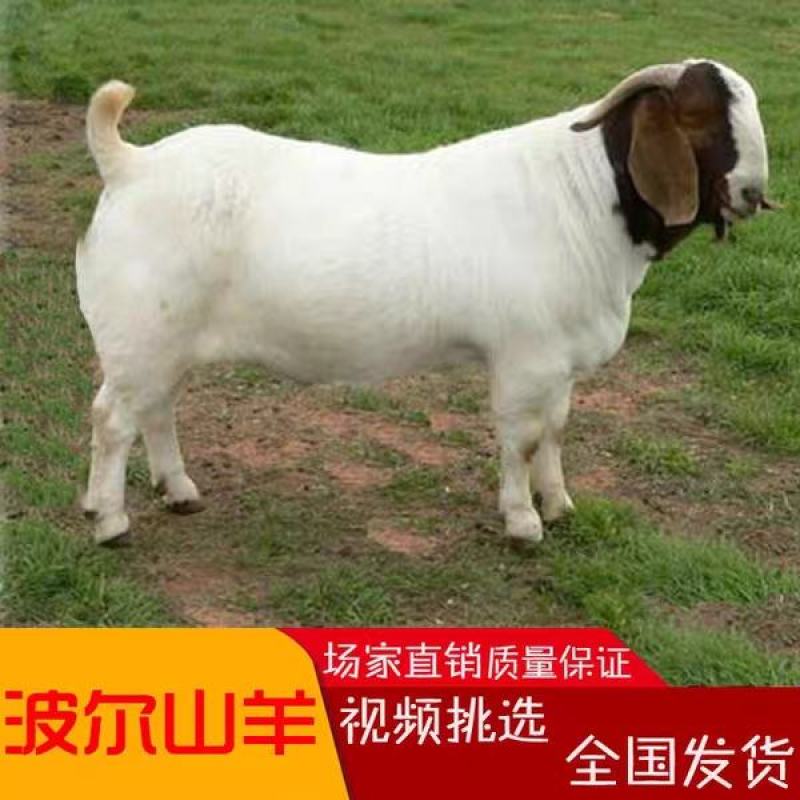 要想养好羊选对品种最重要波尔山羊大白羊
