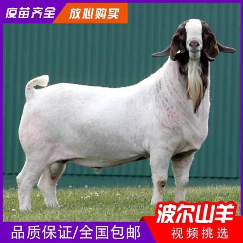 要想养好羊选对品种最重要波尔山羊大白羊