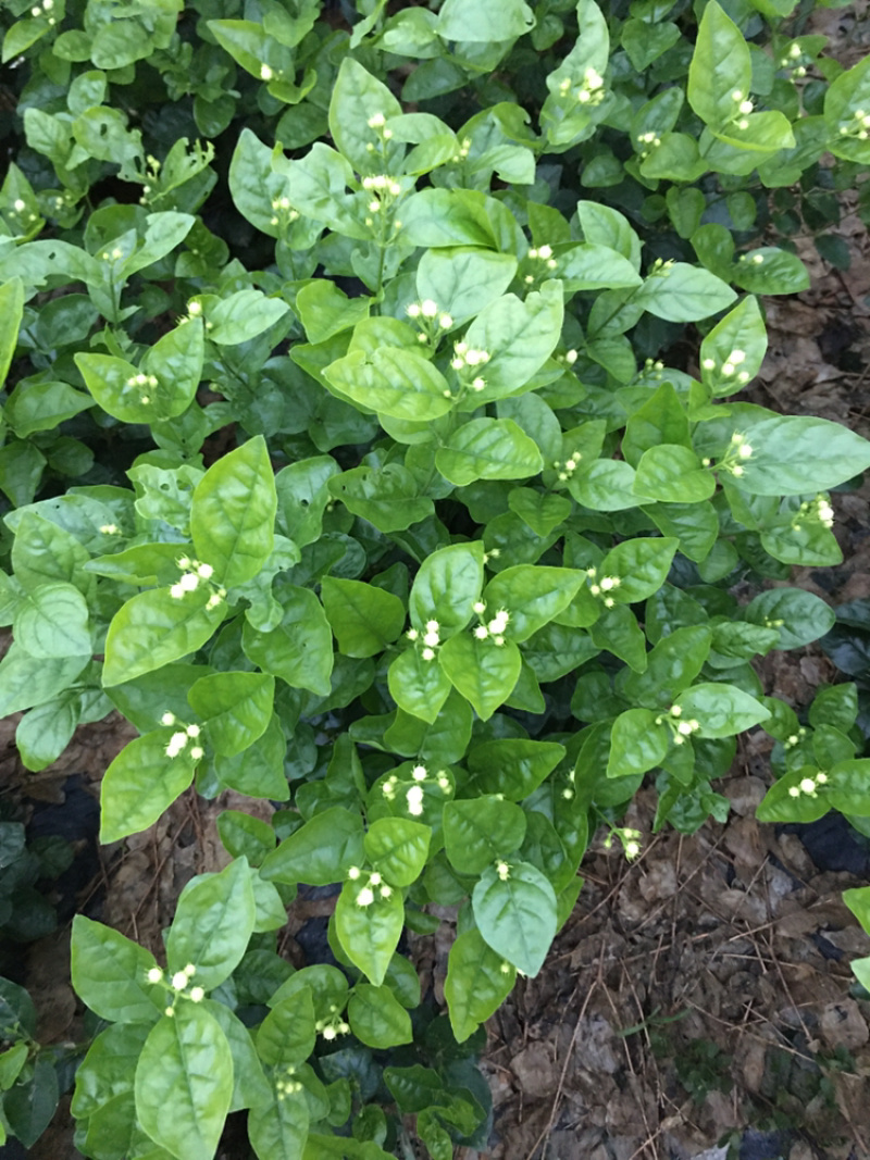 大量茉莉花和栀子花盆栽花和工程花有售有需要的老板请联系我.长