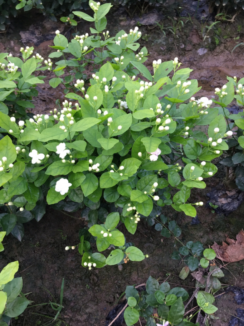 大量茉莉花和栀子花盆栽花和工程花有售有需要的老板请联系我.长