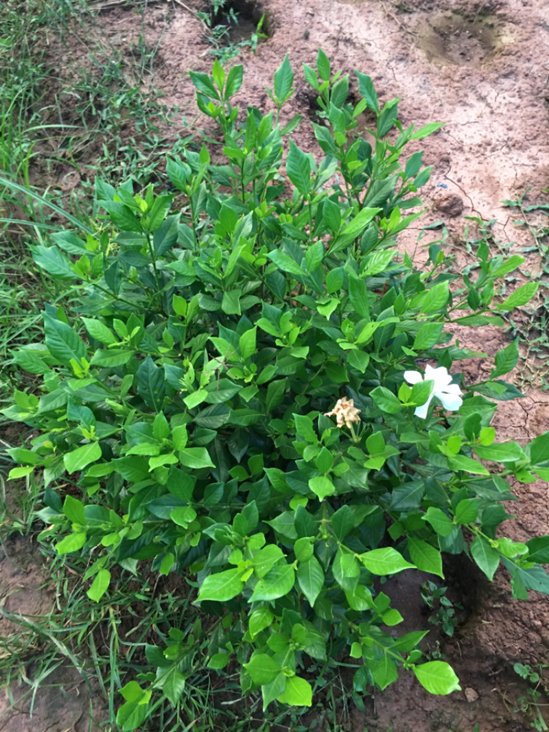 大量茉莉花和栀子花盆栽花和工程花有售有需要的老板请联系我.长