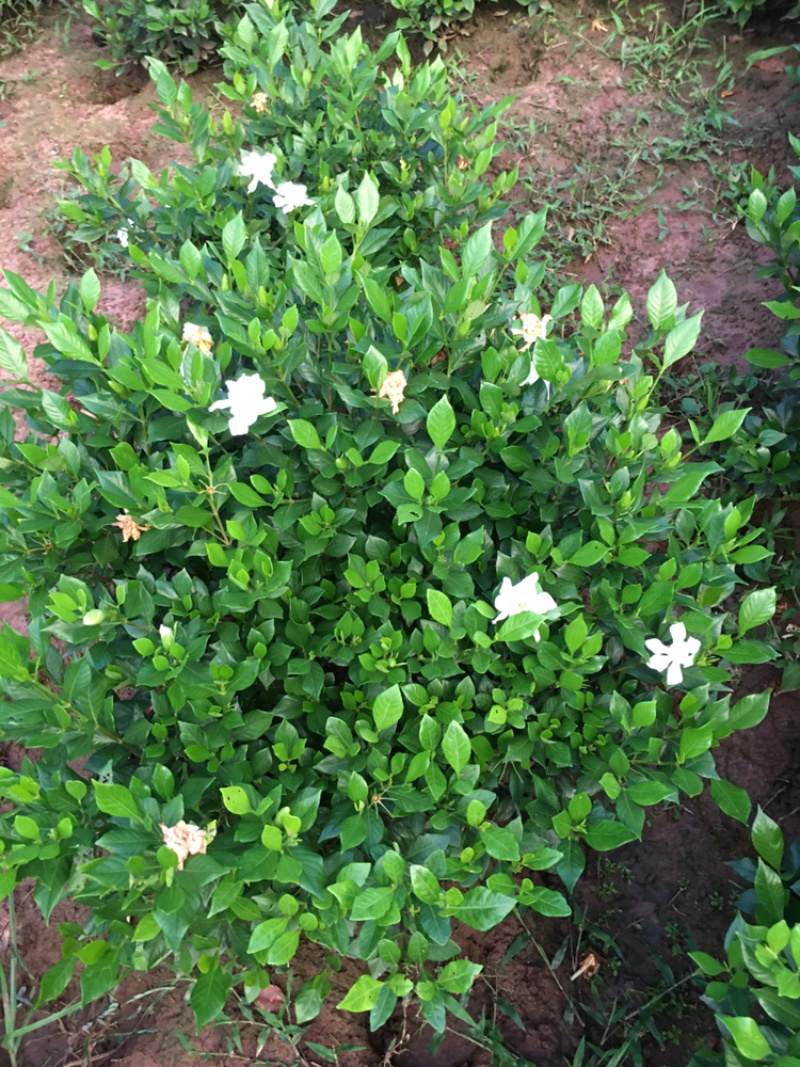 大量茉莉花和栀子花盆栽花和工程花有售有需要的老板请联系我.长