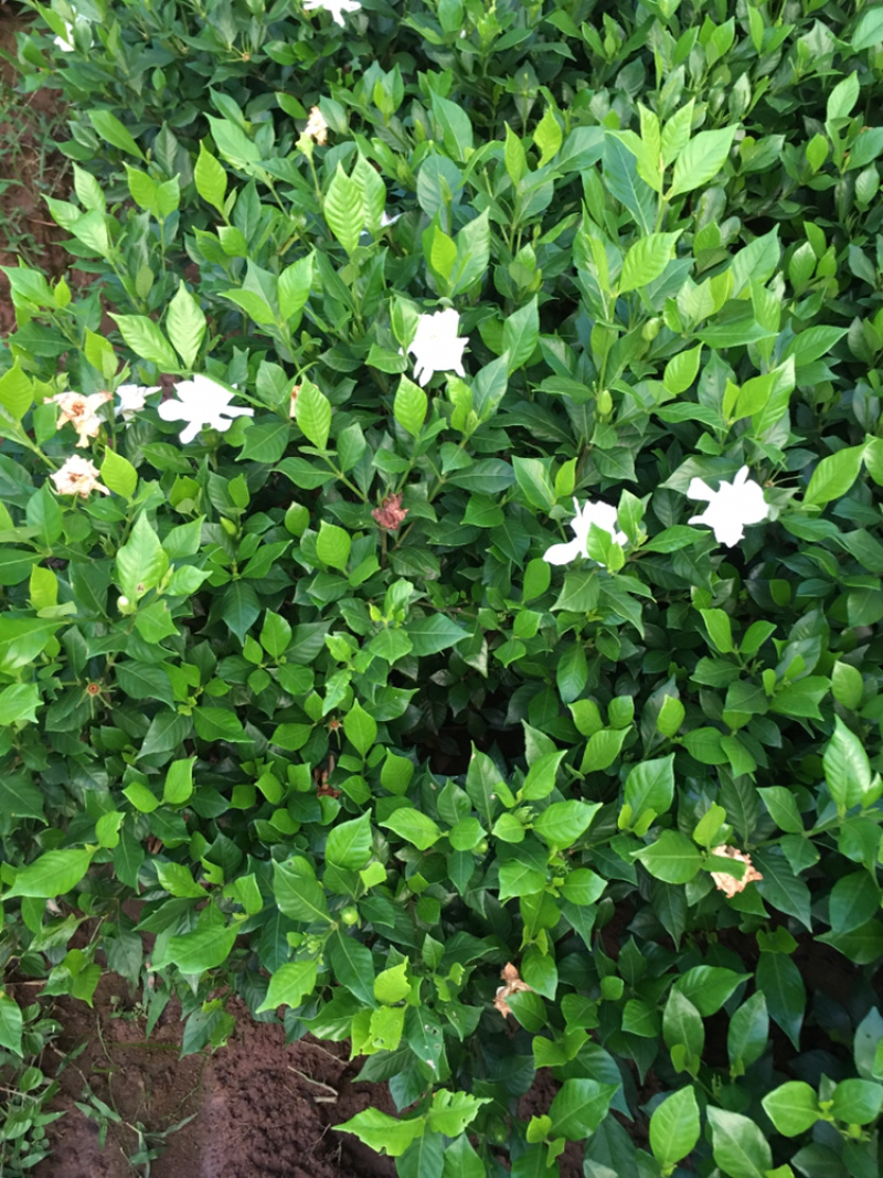 大量茉莉花和栀子花盆栽花和工程花有售有需要的老板请联系我.长