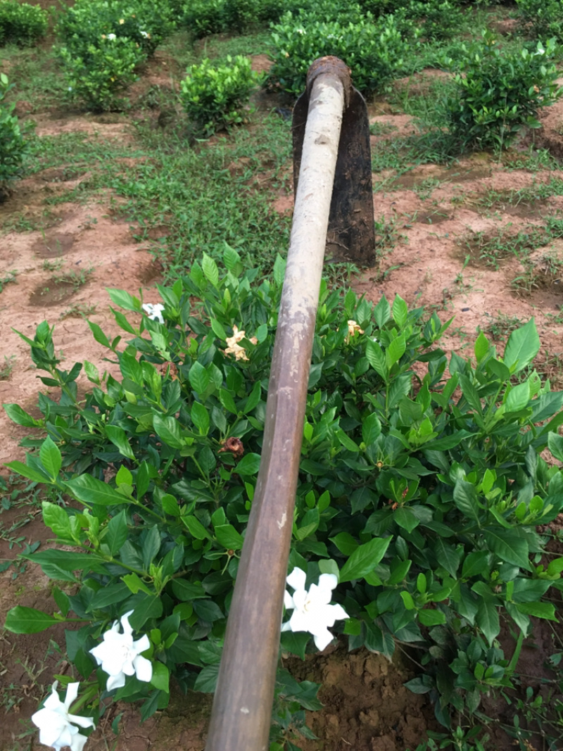 大量茉莉花和栀子花盆栽花和工程花有售有需要的老板请联系我.长