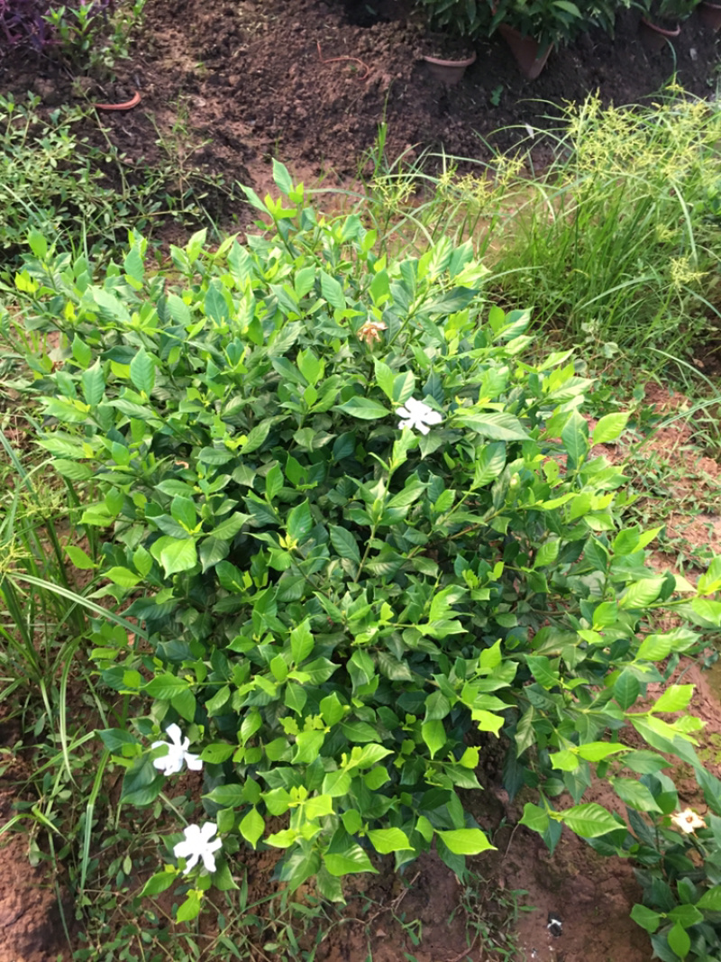 大量茉莉花和栀子花盆栽花和工程花有售有需要的老板请联系我.长