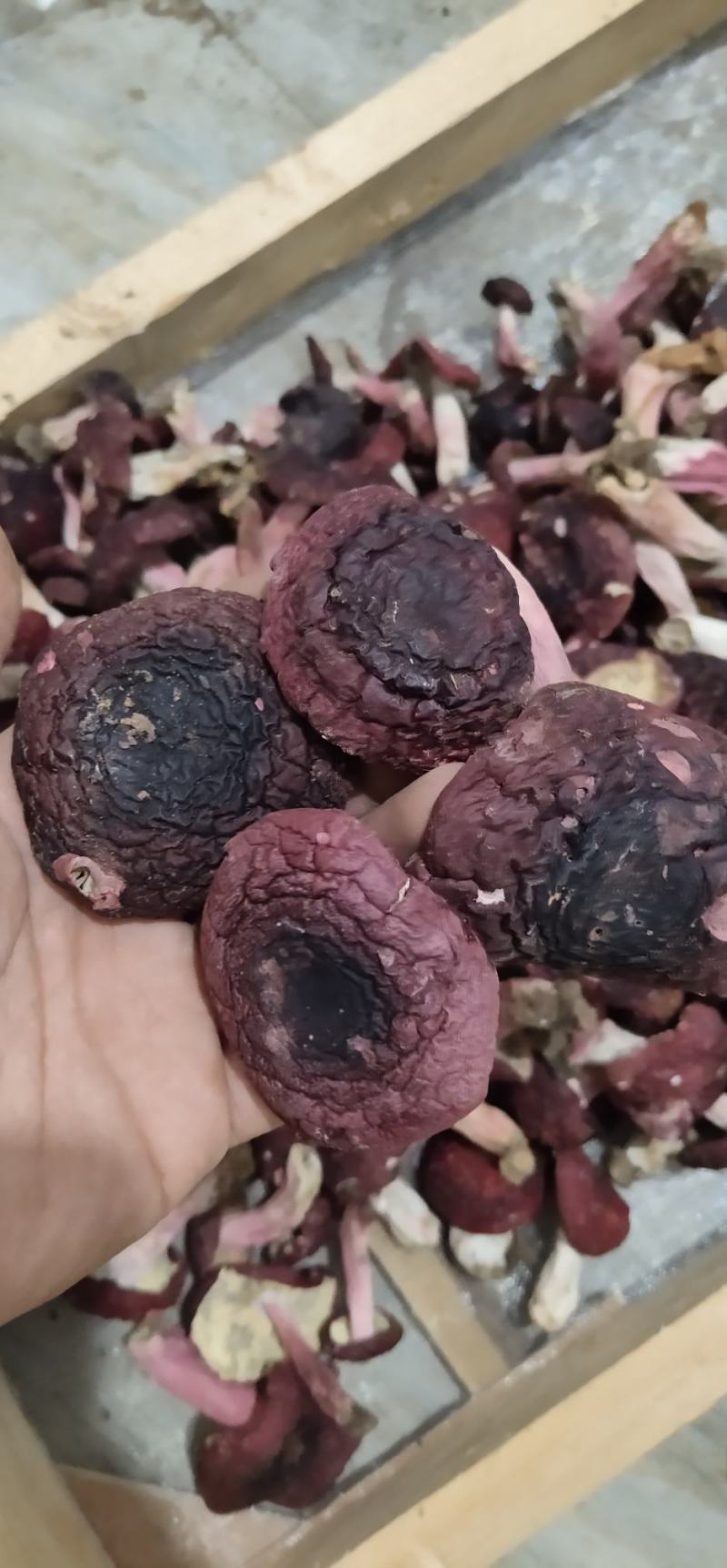野生高山正红菇标菇，价格好商量，老板别走，欢迎砍价