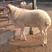 小尾寒羊种羊怀孕母羊种公羊买十送一补贴500元