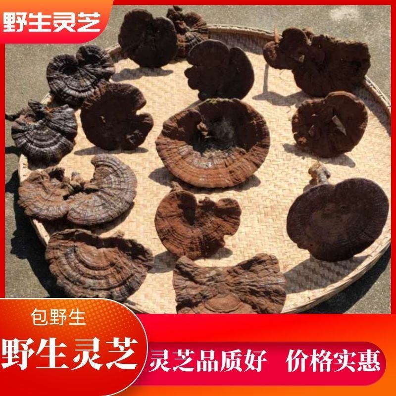 【热卖】九华山灵芝纯野生8～18公分紫灵芝滋补珍品包邮