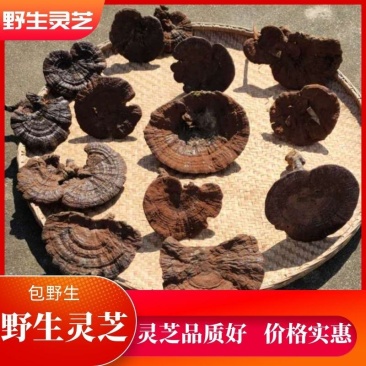 【热卖】灵芝纯野生灵芝统货紫灵芝山中采摘灵芝包邮