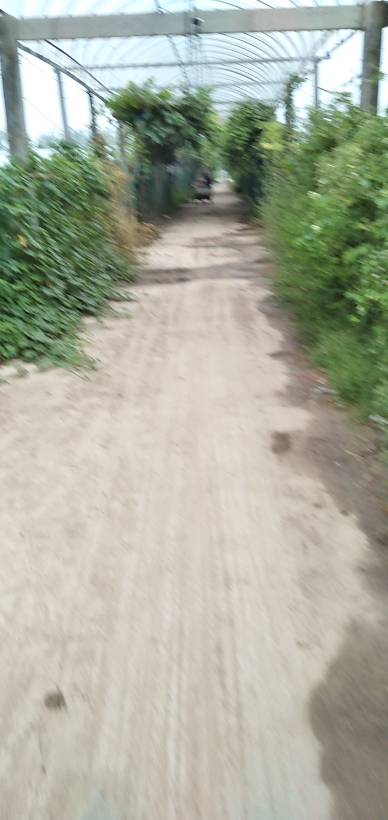 阳光玫瑰葡萄，颗粒大，穗子大，颗粒整齐，甜度高，